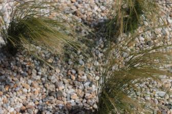 Stipa