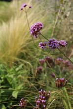 Verbena