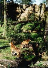 ...a pak to vezmem rovnou do zoo Lešná...budou doufám, taky fotky ze zahrady...ze zologické :-)