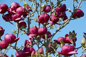 Magnolie Genie, její barva je luxusní.