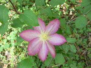 Clematis Hanna - dva u kovové brány.