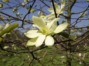 Magnolie Gold Star také má své místo.
