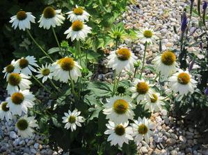 Biela echinacea stále kvitne