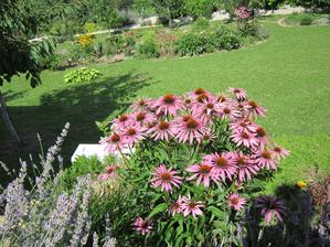 Echinacea nesklamala ani tento rok...