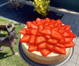 Cheesecake s jahodami