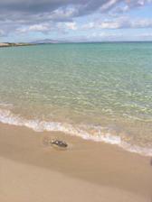 ...corralejo