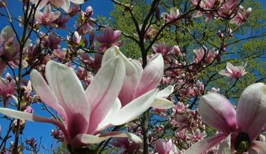 Budeme sázet strom/keř- nádherně květoucí magnolii