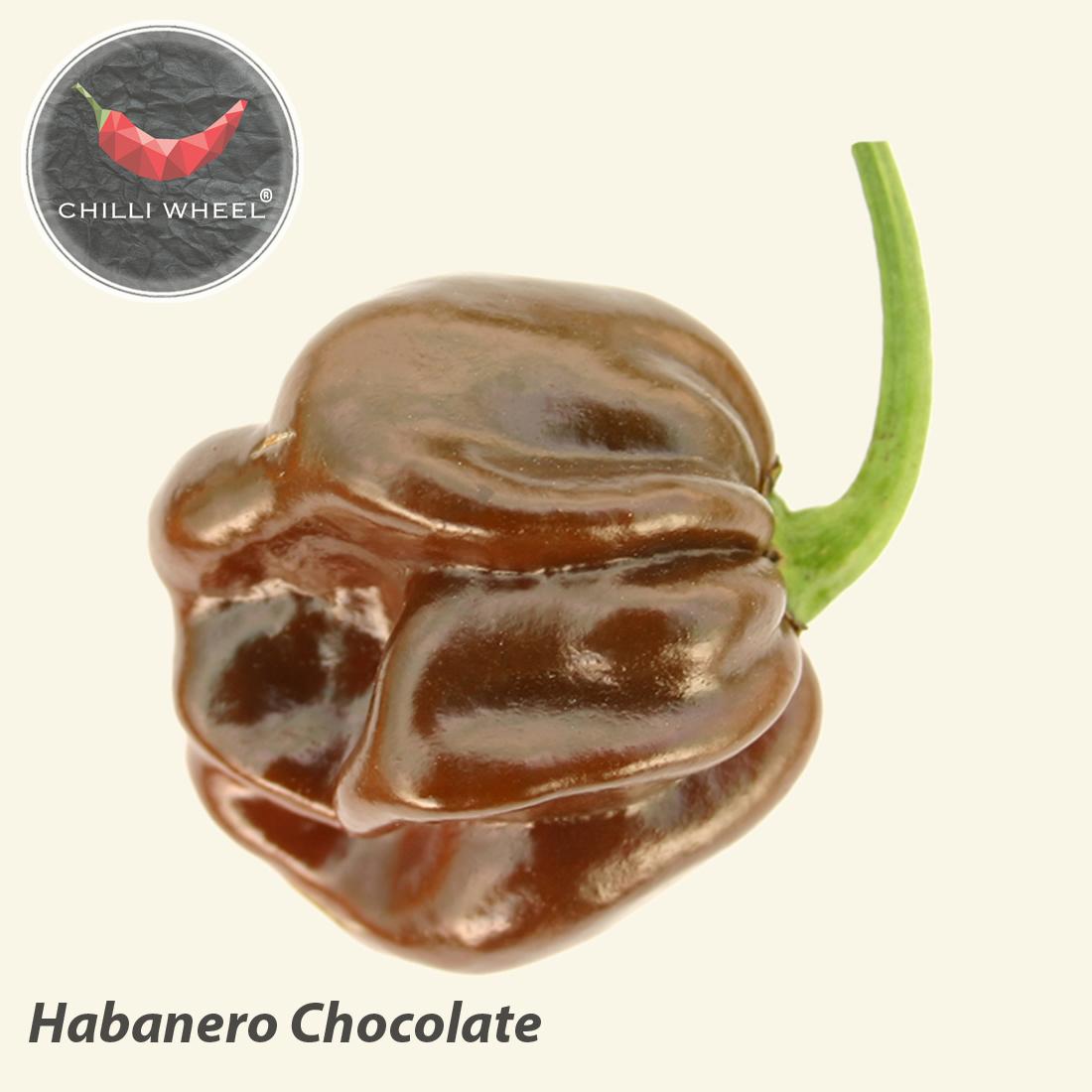 Priesady Chilli papričiek - Capsicum Chinense - Obrázok č. 2
