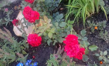 floribunda Nina Weibull