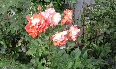 Westerland