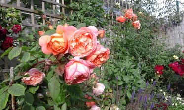 Lady Emma Hamilton