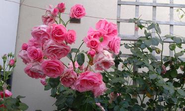 Lawinia