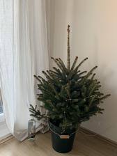 vianočný stromček z OBI, vo vedierku z IKEA + zrecyklovaná fľaša od vína na polievanie ;)