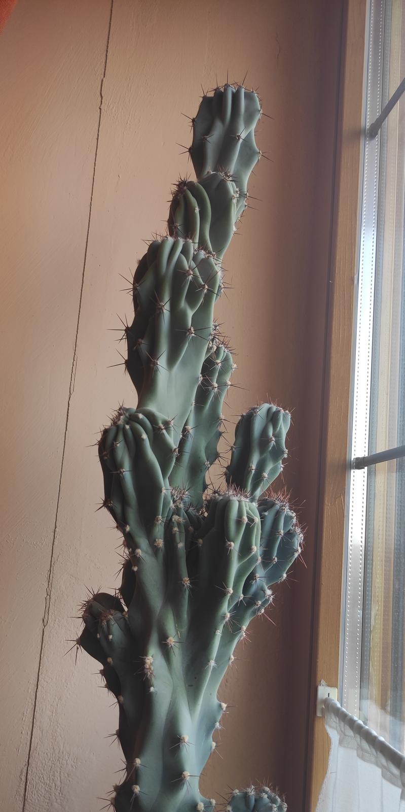 Kaktus - Obrázok č. 2