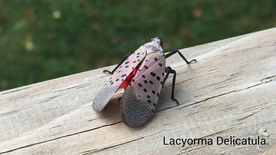 Lycorma Delicatula nový škodca... - Obrázok č. 2