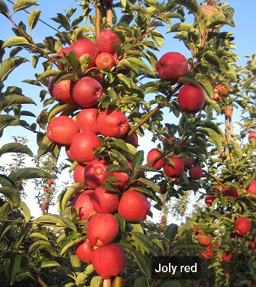 Joly red  apple. - Obrázok č. 3