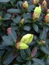 moj prvy zlty rododendron :)