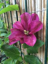 Clematis uz tiez :)