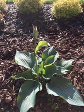 a prva hosta..