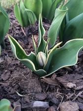 prvy tulipaan :)