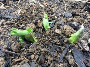 hosta vyliezla :)