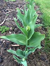 kuceravy tulipan :)