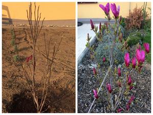 magnolia, ked sa kupila a dnes :) 2 roky a veeela kvetov rozdiel :)