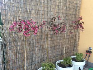 Sakura mi byla zamitnuta :) ale okrasne jablone delaji taky paradu :)