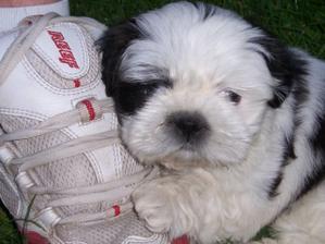 naše mimi Yoshi Saito (Shih-tzu)