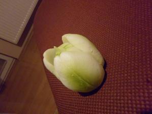 krásne sviečky som našla... tulipániky... už sa teším na výzdobu