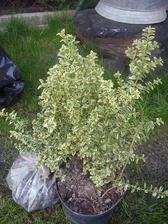 Buxus do stínu