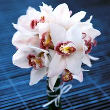krásné orchideje
