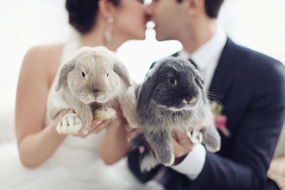 Bunny Wedding? ;) - Obrázek č. 9