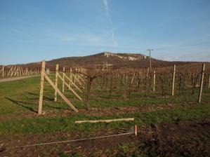 1.4.2011 - zaměřujeme po vyklučení vinice