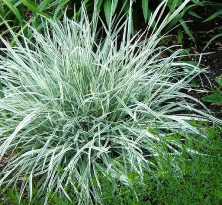 okrasná tráva - ovsík hľuznatý zeleno-biely - Obrázok č. 1