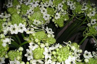 ornitogalum