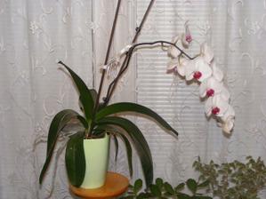 Takhle krásně mi na vánoce rozkvetla orchidej