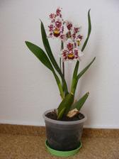 V novém domě mi krásně rozkvetla orchidej