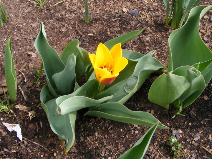 NOVA 101 - okolí domu - Rozkvetl první tulipán
