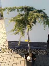 cedr deodora pendula