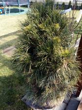 pinus sylvestris globosa viridis