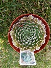 orostachys spinosa