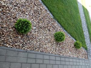 buxus koule mnou vypěstované a stříhané