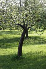 a kvetou i potom co jsem se z nich pokoušela udělat bonsai :o)