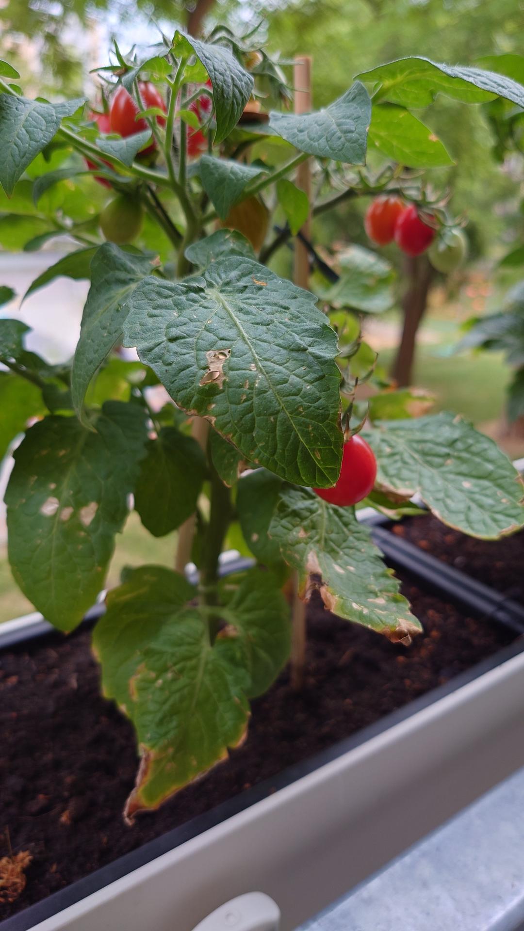 Dobrý deň,

na balkónových paradajkách... - Obrázok č. 3