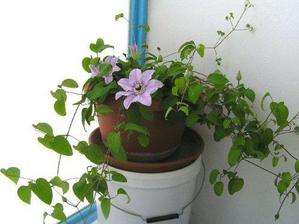 clematis v koutu balkona