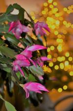 🎄🎄🎄💓💗🎇🎄🎅