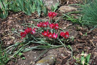 Moje oblubene trpasličie tulipany