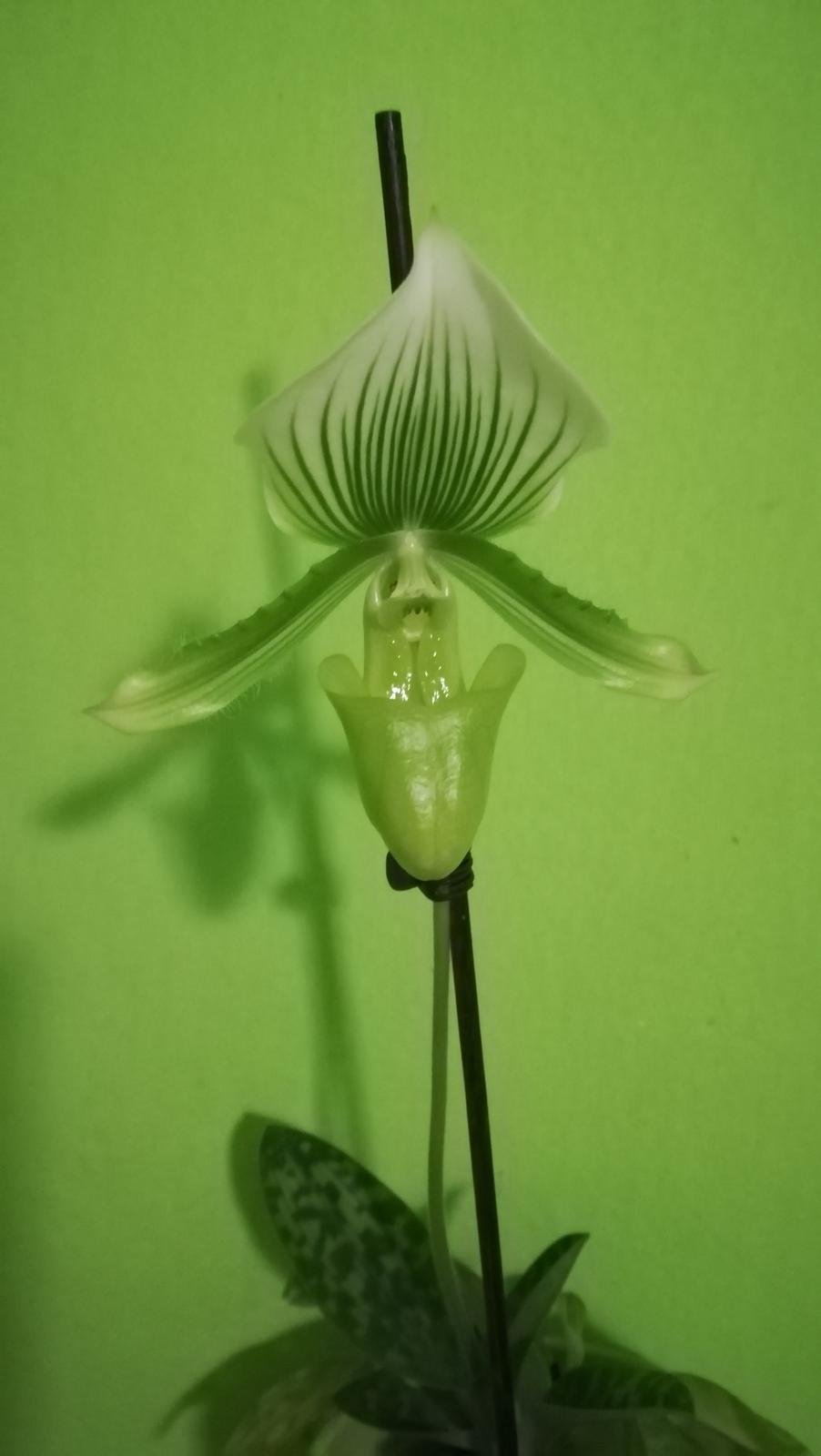 Orchidea Paphiopedilum - Obrázok č. 1