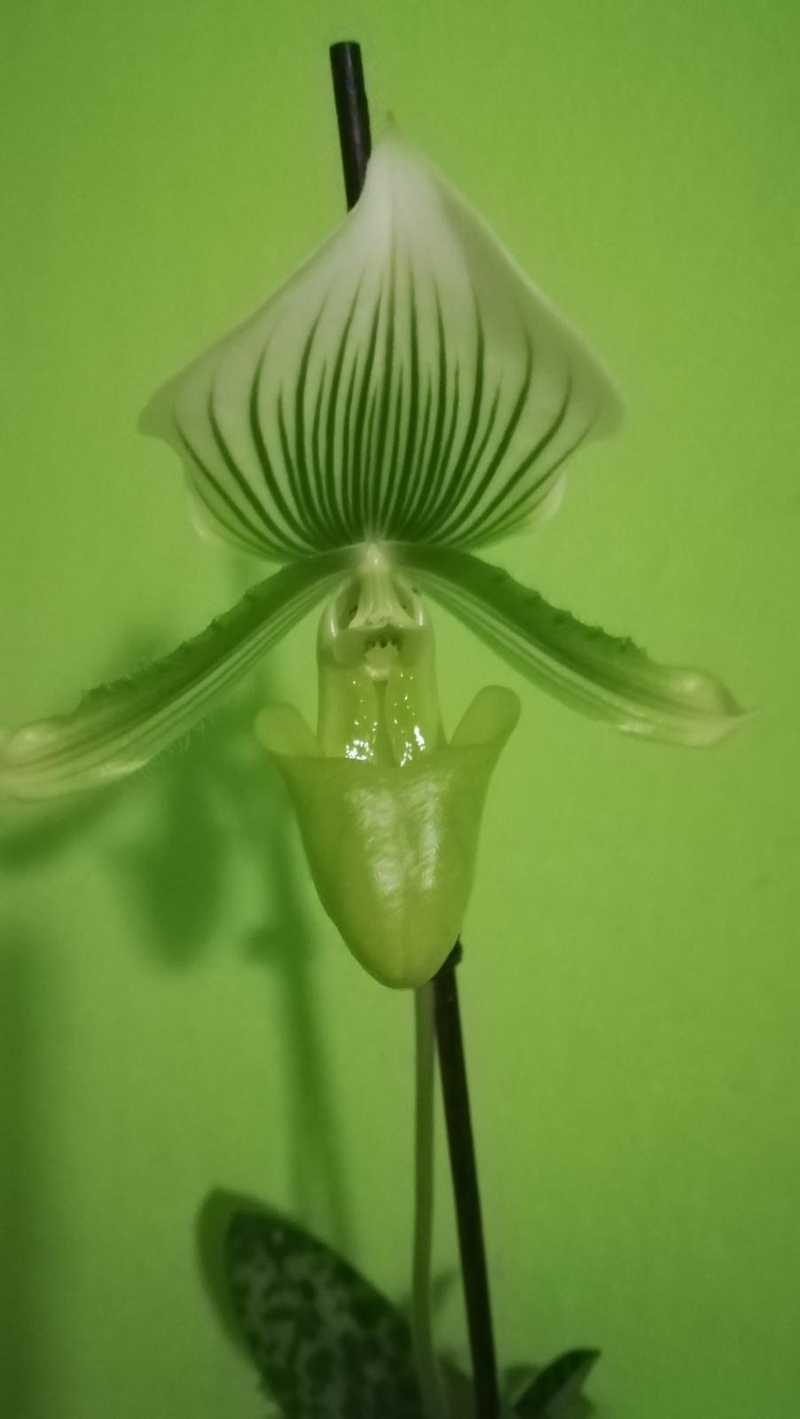 Orchidea Paphiopedilum - Obrázok č. 2